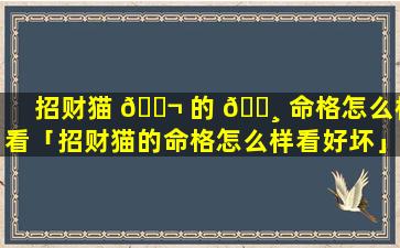 招财猫 🐬 的 🕸 命格怎么样看「招财猫的命格怎么样看好坏」